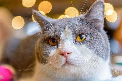 快节奏的柏青哥类肉鸽游戏《弹球亿万富翁》现已登陆PC平台